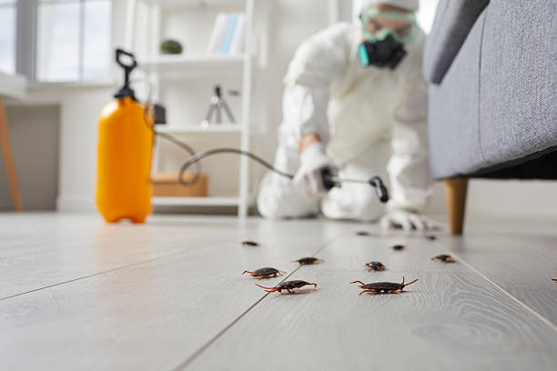 Commercial Rodent Management in Stanton